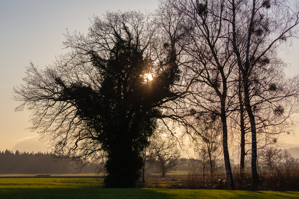 Lauteracherried im Jänner 87